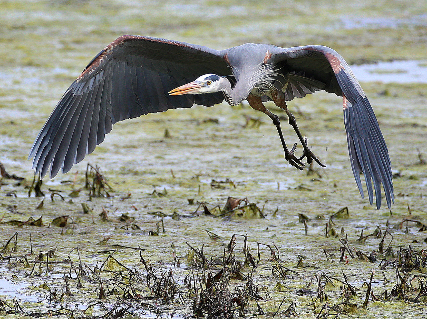 Wildlife in the La Crosse River marsh